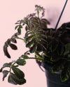 Solanum Uleanum M - Pur Plant