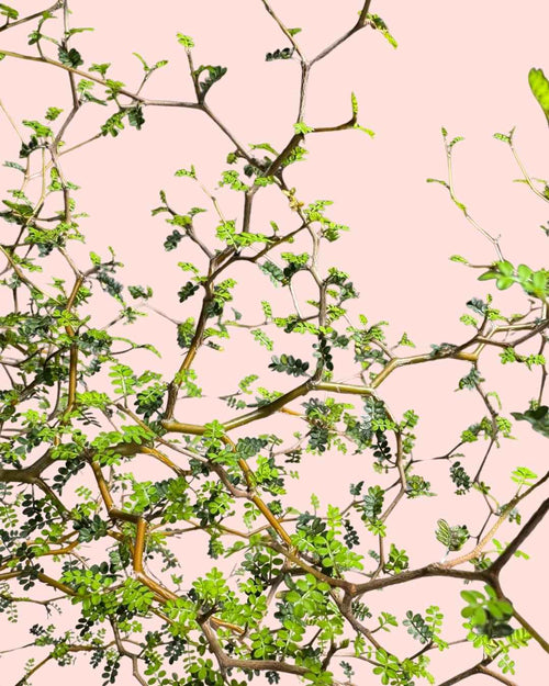 Sophora Prostrata - Pur Plant