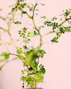 Sophora Prostrata - Pur Plant
