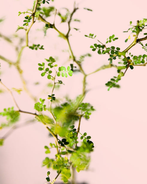 Sophora Prostrata - Pur Plant