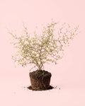 Sophora Prostrata