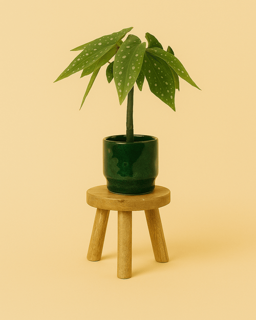 Soporte de madera para mini maceta 6 - 9 cm - Pur Plant