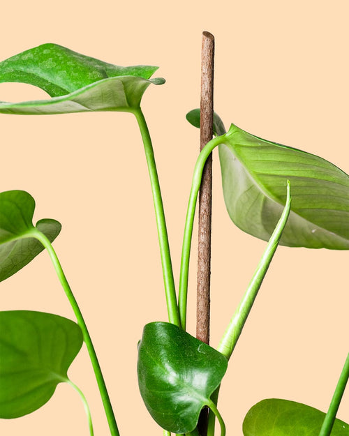 Stick Tutor Biodegradable 50 cm - Pur Plant