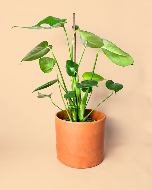 Stick Tutor Biodegradable 50 cm - Pur Plant