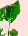 Strelitzia Nicolai XL - Pur Plant
