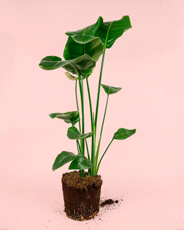 Cómo Cuidar Strelitzia Nicolai