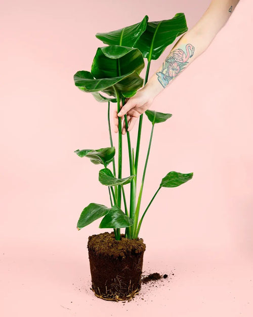 Strelitzia Nicolai XL - Pur Plant