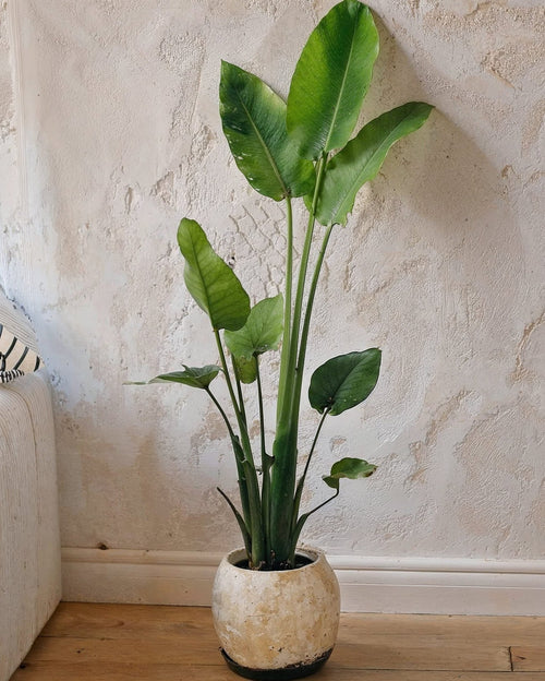 Strelitzia Nicolai XL - Pur Plant