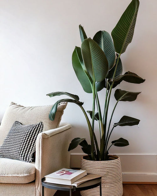 Strelitzia Nicolai XL - Pur Plant