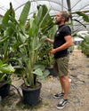 Strelitzia Nicolai XXL - Pur Plant