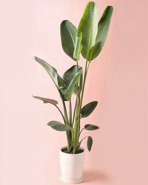 Strelitzia Nicolai XXL