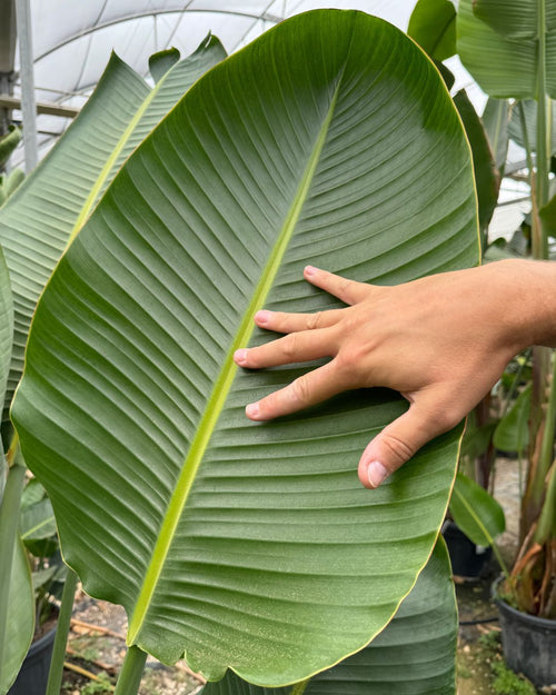 Strelitzia Nicolai XXL - Pur Plant