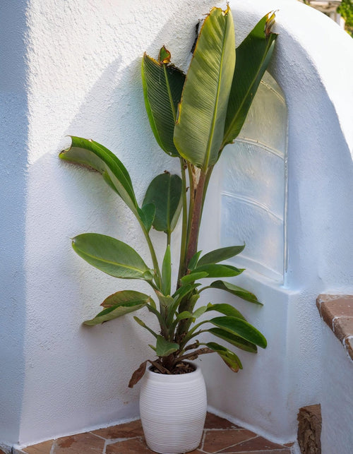 Strelitzia Nicolai XXL - Pur Plant