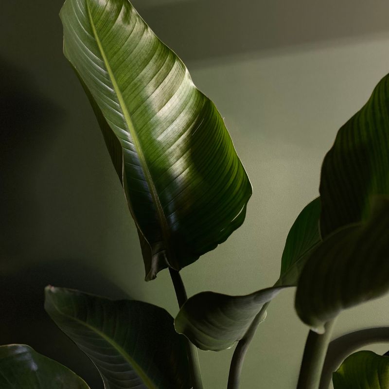 Cómo Cuidar Strelitzia