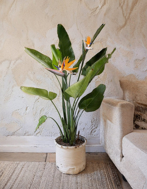 Strelitzia Reginae – Ave del Paraíso L - Pur Plant