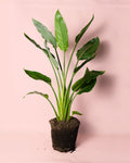 Strelitzia Reginae – Ave del Paraíso L
