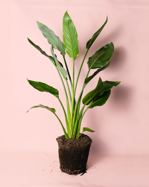 Strelitzia Reginae – Ave del Paraíso L