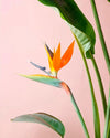 Strelitzia Reginae – Ave del Paraíso L - Pur Plant