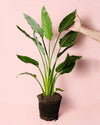 Strelitzia Reginae – Ave del Paraíso L - Pur Plant