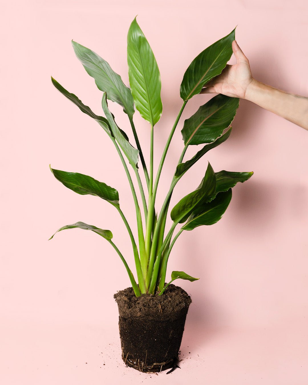 Strelitzia Reginae – Ave del Paraíso L - Pur Plant