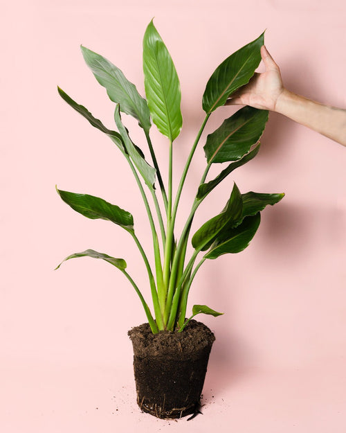 Strelitzia Reginae – Ave del Paraíso L - Pur Plant