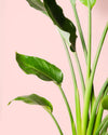 Strelitzia Reginae – Ave del Paraíso L - Pur Plant