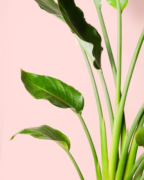 Strelitzia Reginae – Ave del Paraíso L - Pur Plant