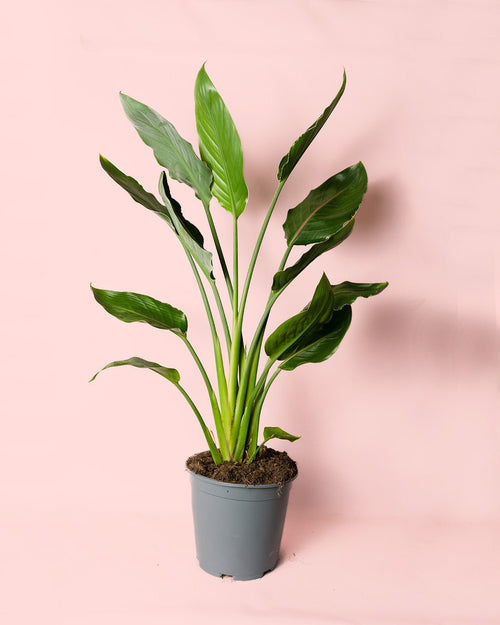 Strelitzia Reginae – Ave del Paraíso L - Pur Plant