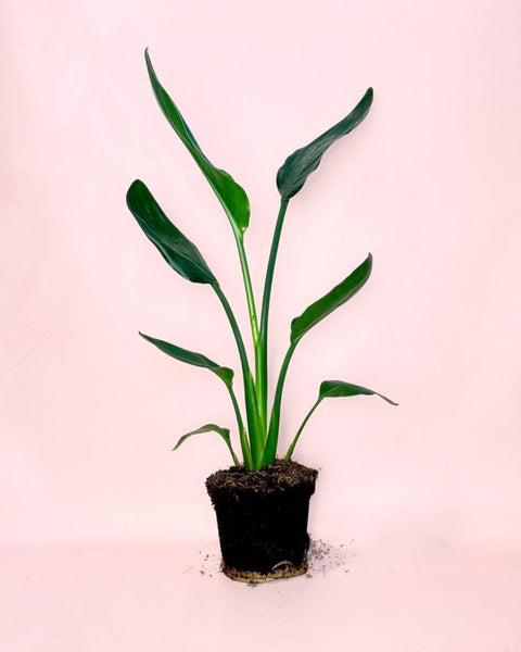 Strelitzia Reginae – Ave del Paraíso M