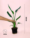 Strelitzia Reginae – Ave del Paraíso M - Pur Plant