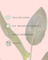 Strelitzia Reginae – Ave del Paraíso M - Pur Plant