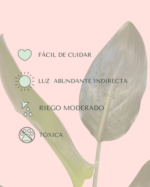 Strelitzia Reginae – Ave del Paraíso M - Pur Plant