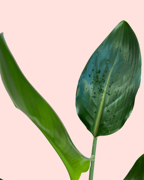 Strelitzia Reginae – Ave del Paraíso M - Pur Plant