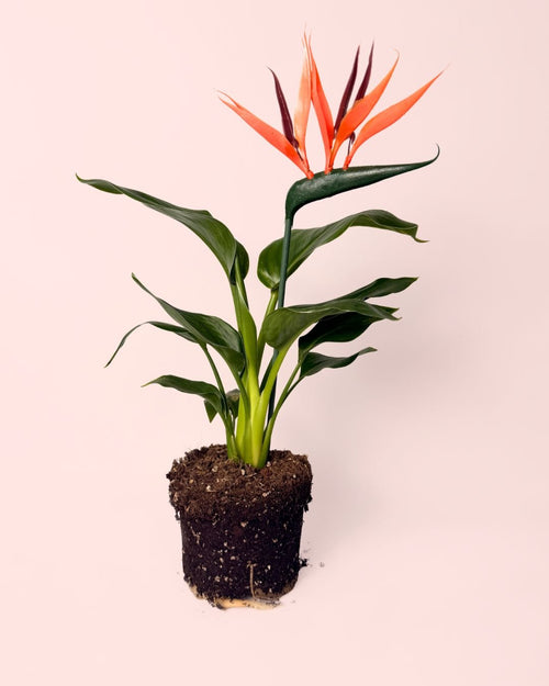 Strelitzia Reginae – Ave del Paraíso M - Pur Plant