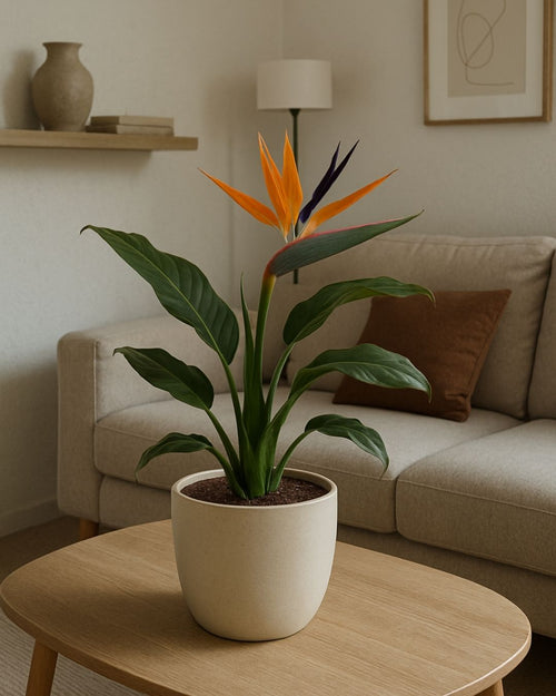 Strelitzia Reginae – Ave del Paraíso M - Pur Plant