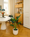 Strelitzia Reginae – Ave del Paraíso M - Pur Plant
