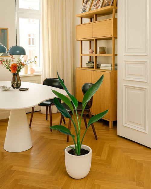 Strelitzia Reginae – Ave del Paraíso M - Pur Plant