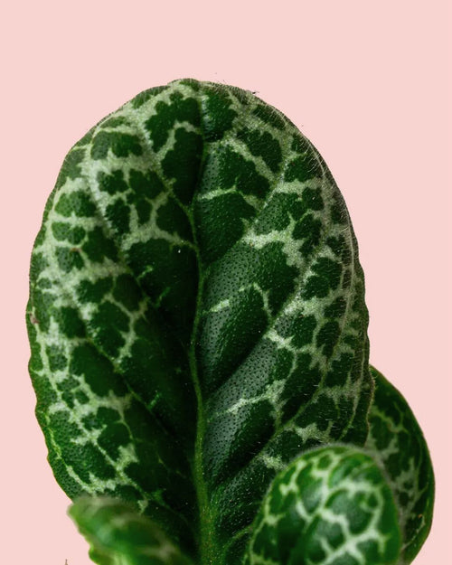 Streptocarpus Tortuga M - Pur Plant