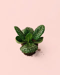 Streptocarpus Tortuga M