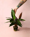 Stromanthe Sanguinea M - Pur Plant