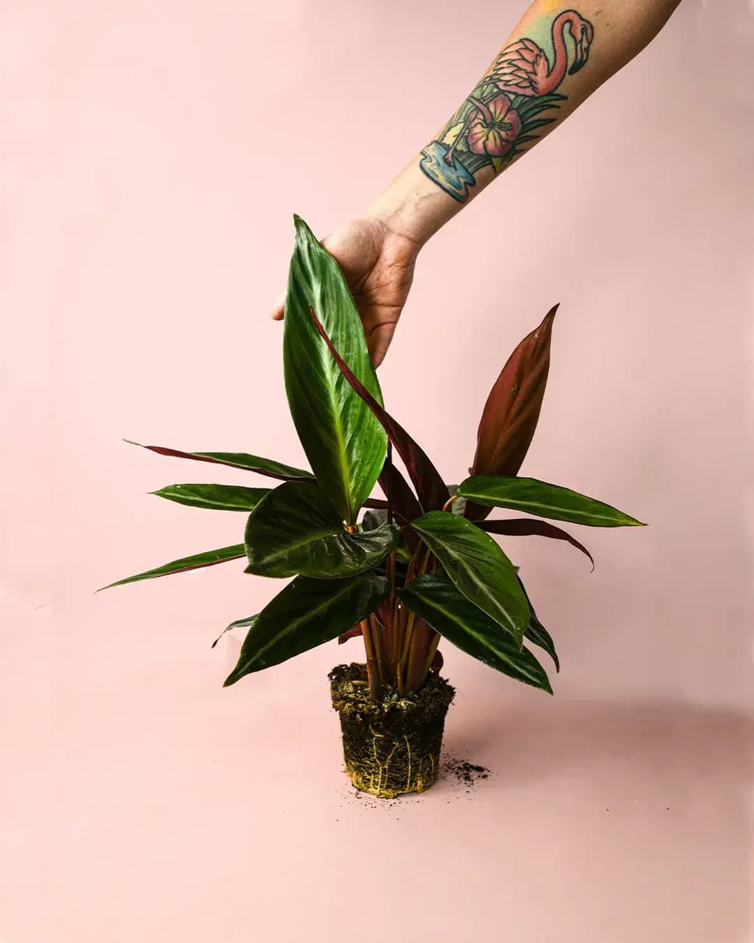Stromanthe Sanguinea M - Pur Plant