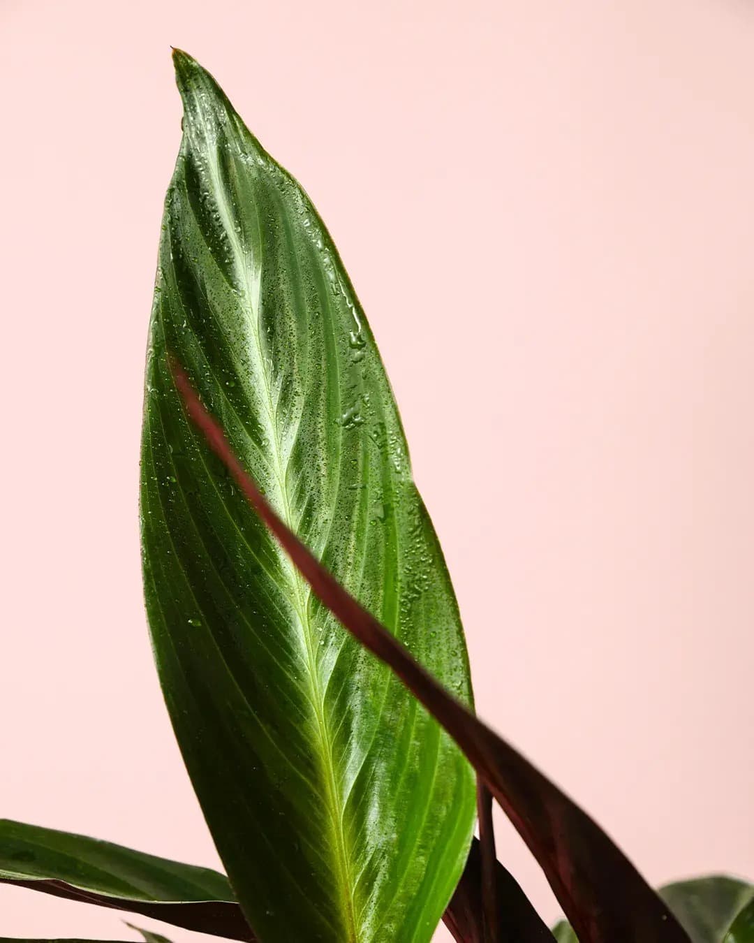 Stromanthe Sanguinea M - Pur Plant