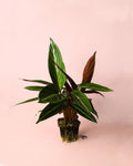 Stromanthe Sanguinea M