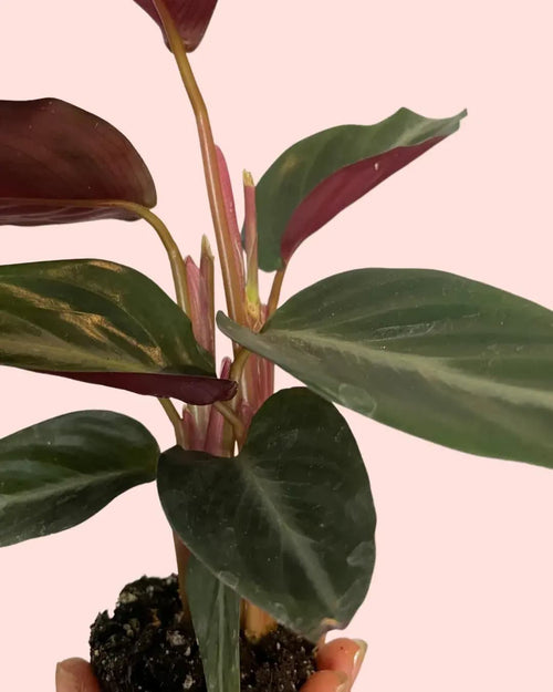 Stromanthe Sanguinea Mini - Pur Plant