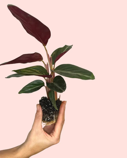 Stromanthe Sanguinea Mini - Pur Plant