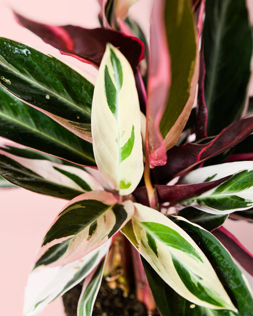 Stromanthe Triostar M - Pur Plant