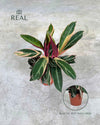 Stromanthe Triostar M - Pur Plant