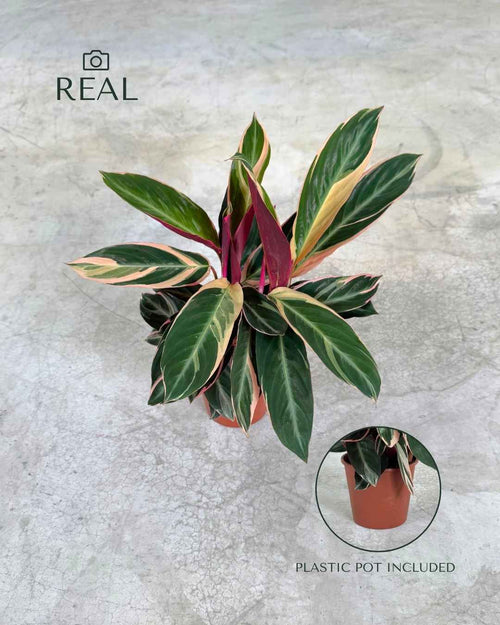 Stromanthe Triostar M - Pur Plant