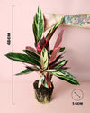 Stromanthe Triostar M - Pur Plant