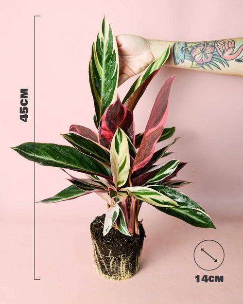 Stromanthe Triostar M - Pur Plant